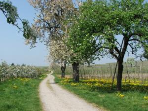 Foto: Tourist-Information Nonnenhorn – Naturwanderweg Nonnenhorn zur Blüte Foto: Tourist-Information Nonnenhorn – Naturwanderweg Nonnenhorn zur Blüte