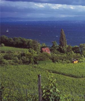 Foto: Peter Kuhnle - Weinberge hinter Meersburg mit Blick auf den Obersee Foto: Peter Kuhnle - Weinberge hinter Meersburg mit Blick auf den Obersee